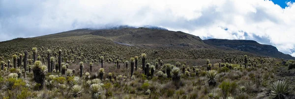 Vales Frailejones Paramo Planaltos Anzoategui Tolima Colômbia Dentro Parque Nacional — Fotografia de Stock