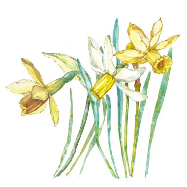 Bahar çiçekleri beyaz arka plan üzerinde izole nergis. Suluboya elle çizilmiş şekil. Paskalya tasarım.