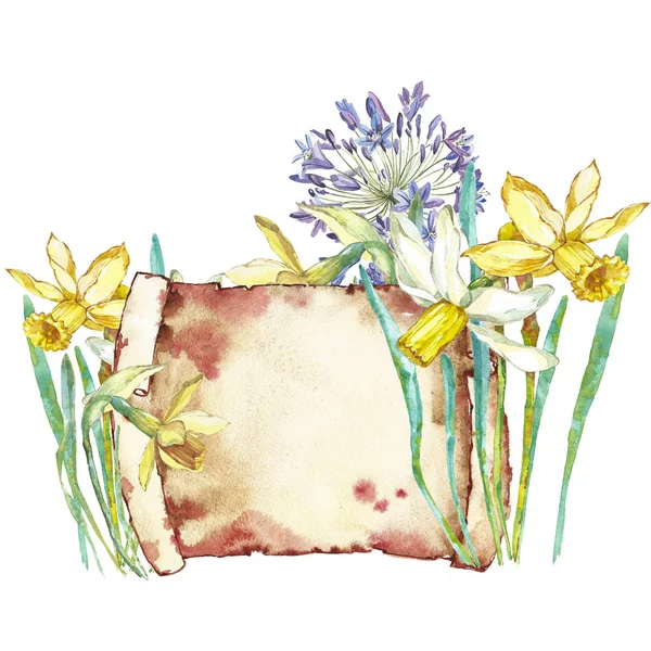 봄 꽃 수 선화입니다. 흰색 배경에 고립. 수채화 손으로 그린 그림입니다. 부활절 디자인. — 스톡 사진