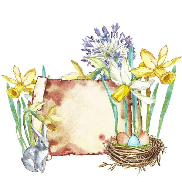 Flores de primavera narciso con nido. Aislado sobre fondo blanco. Acuarela ilustración dibujada a mano. Diseño de Pascua . —  Fotos de Stock