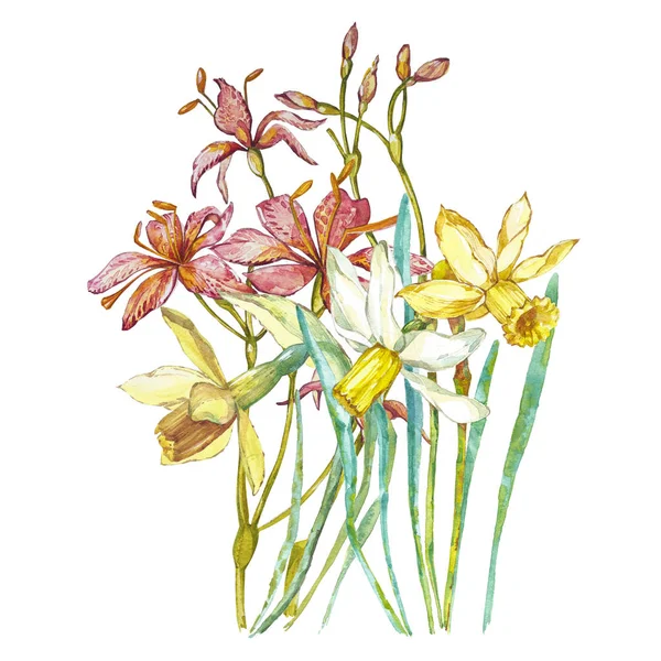 Bahar çiçekleri beyaz arka plan üzerinde izole nergis. Suluboya elle çizilmiş şekil. Paskalya tasarım. — Stok fotoğraf