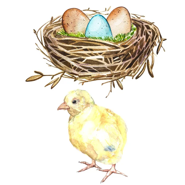 手画的水彩艺术鸟巢用鸡蛋和鸡，复活节设计。白色背景上的孤立的图. — 图库照片