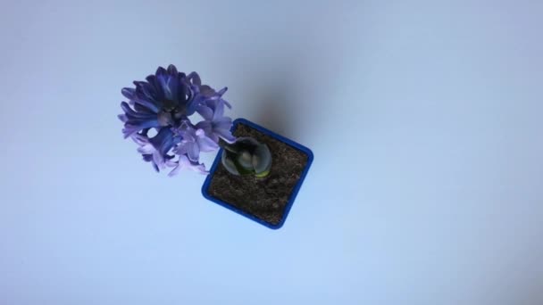 Lila blomma hyacint på bordet. Visa från ovan — Stockvideo