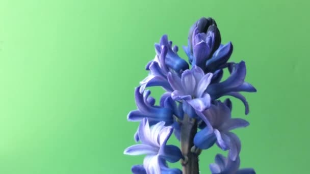 Mor çiçek sümbül masada. Yeşil arka plan — Stok video