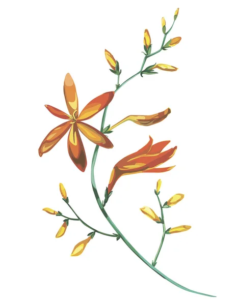 Aquarelle belle branche fleurie de fleurs orange Crocosmia. Concept d'invitation romantique et d'été fond — Image vectorielle