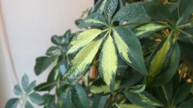 Çiçekler ficus püskürtme. Çiçekleri taze tutmak için bir güzel çiçek grup su püskürtme in atış yukarıya kapatmak