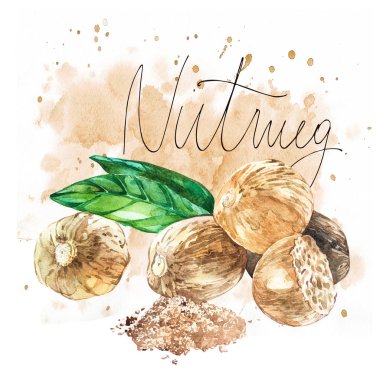 Nutmeeg. Suluboya elle çizilmiş şekil. Gerçekçi illüstrasyon