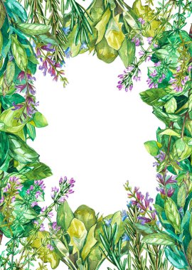 Koleksiyon bitkiler yemek: ıspanak, adaçayı, fesleğen, kekik, kırmızı pancar, biberiye, kekik. Suluboya resim, gerçekçi illüstrasyon