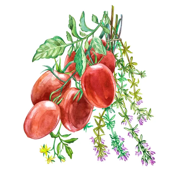 Roma Tomat dengan Thyme.Watercolor tangan digambar ilustrasi. Terisolasi pada latar belakang putih — Stok Foto