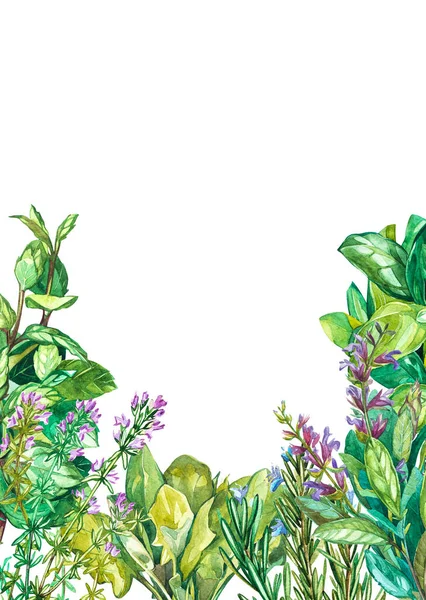 Samling av matlagning växter: spenat, salvia, basilika, oregano, rödbetor, rosmarin, timjan. Akvarellmålning, realistisk illustration — Stockfoto