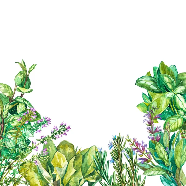 Garpflanzen: Spinat, Salbei, Basilikum, Oregano, Rote Bete, Rosmarin, Thymian. Aquarellmalerei, realistische Illustration — Stockfoto