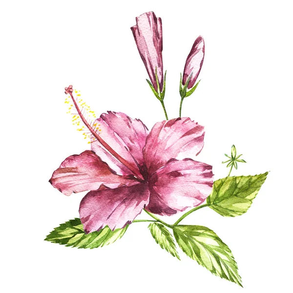 핑크 비 스커 스, 흰색 바탕에 열 대 꽃 조성의 수채화 고립 된 그림 — 스톡 사진