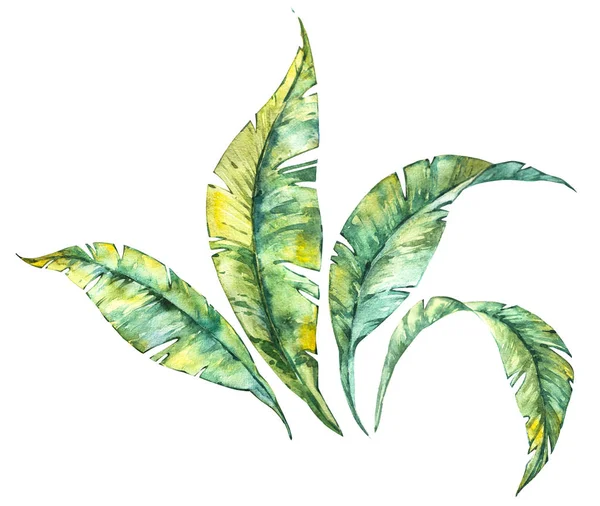 Акварель изолированная иллюстрация состава тропических листьев на белом фоне — стоковое фото