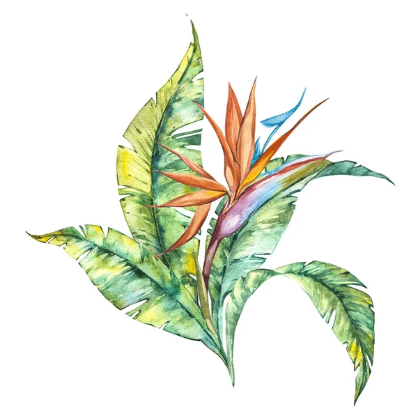 Watercolor ilustração isolada de Strelitzia reginae e folhas, composição de flores tropicais em um fundo branco — Fotografia de Stock