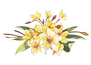 Beyaz arka plan üzerinde izole tropikal çiçek plumeria. EPS 10