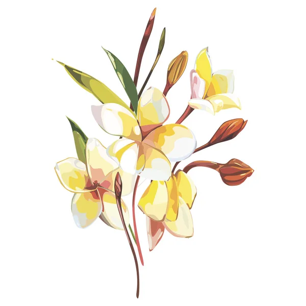 Tropische bloemen plumeria geïsoleerd op een witte achtergrond. EPS-10 — Stockvector