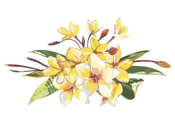 Flores tropicales plumeria aisladas sobre fondo blanco. EPS 10 — Archivo Imágenes Vectoriales