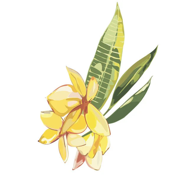 Flores tropicales plumeria aisladas sobre fondo blanco. EPS 10 — Vector de stock