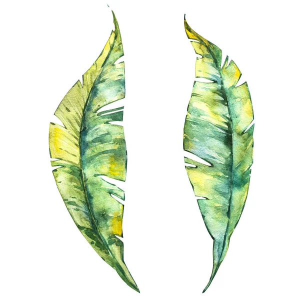 Illustration isolée aquarelle de la composition des feuilles tropicales sur fond blanc — Photo