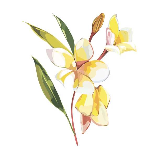 Flores tropicales plumeria aisladas sobre fondo blanco. EPS 10 — Vector de stock