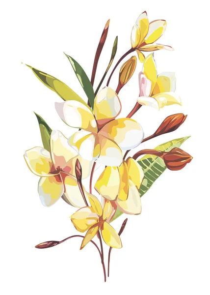 Flores tropicales plumeria aisladas sobre fondo blanco. EPS 10 — Vector de stock