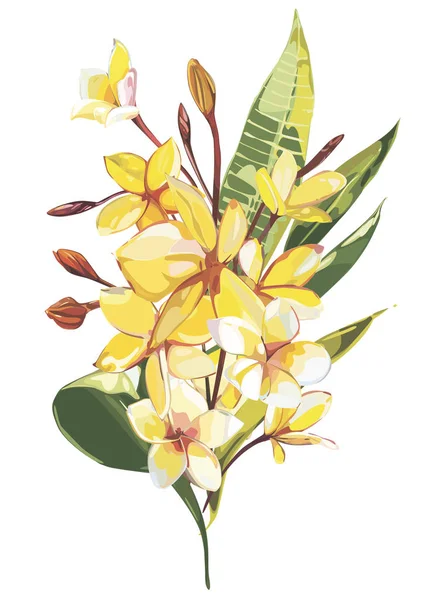 Tropiska blommor plumeria isolerad på vit bakgrund. EPS-10 — Stock vektor