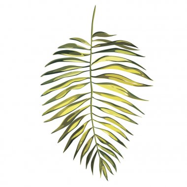 Vektör tropikal palmiye yaprakları, orman izole üzerinde beyaz arka plan çıkar. EPS 10