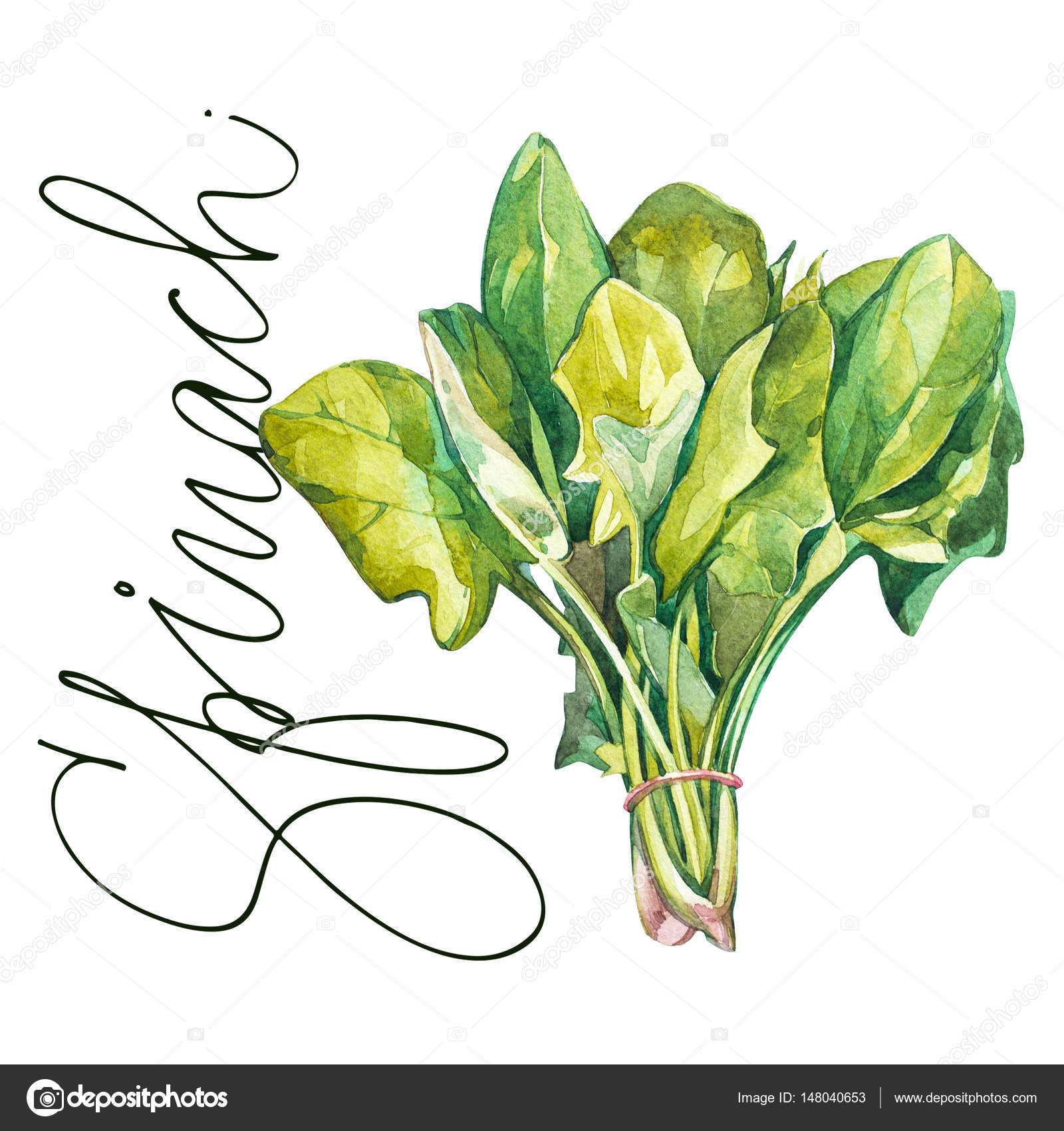 Botanical drawing of a spinach. Watercolor beautiful illustration of