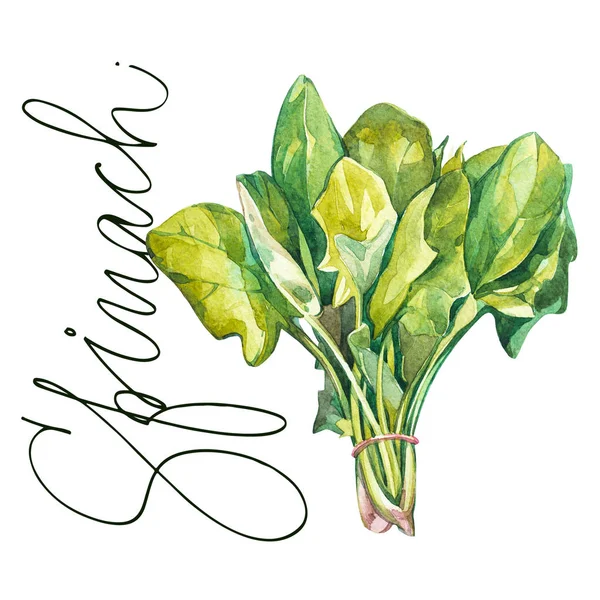 Ботанічний малюнок шпинату. Акварель красива ілюстрація кулінарних трав, які використовуються для приготування їжі та прикраси. Ізольовані на білому тлі — стокове фото