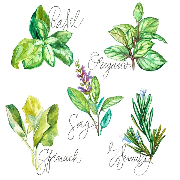 Watercolor collection of fresh herbs isolated: basil, rosemary, oregano, sage, spinach. Herbs object isolated on white background. Kitchen herbs