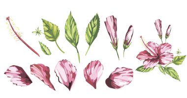 Suluboya vektör izole pembe ebegümeci, tropikal çiçek kompozisyon üzerinde beyaz bir arka plan resmi. EPS 10