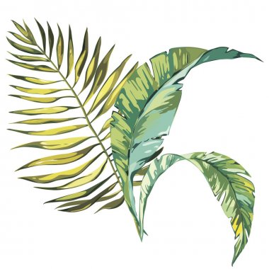 Vektör tropikal palmiye yaprakları, orman izole üzerinde beyaz arka plan çıkar. EPS 10