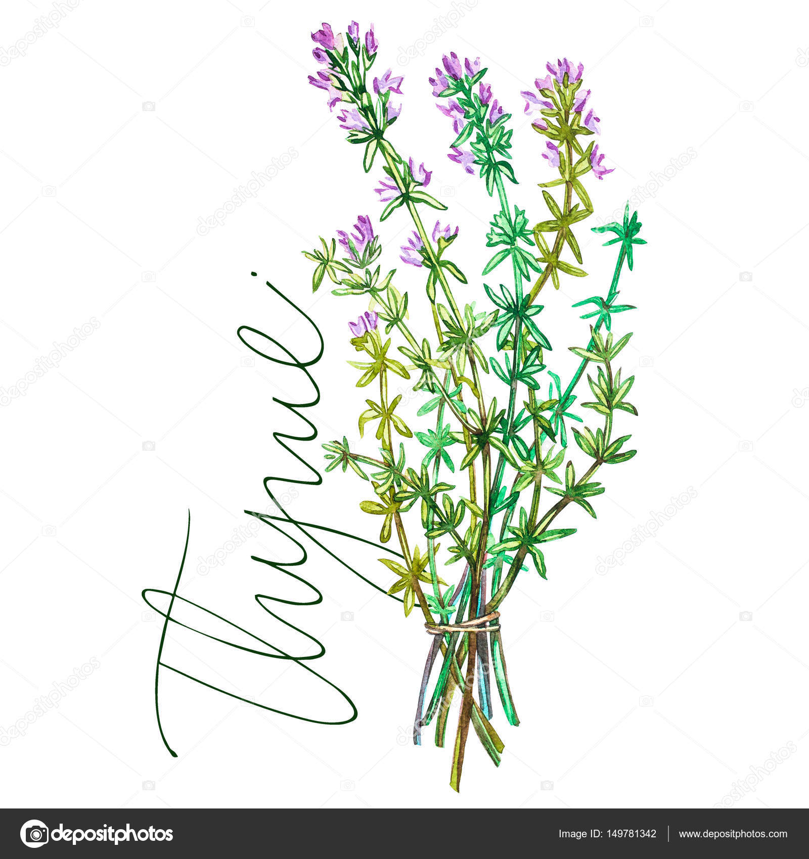 Botanical drawing of a thyme. Watercolor beautiful illustration of culinary  herbs used for cooking and garnish. Isolated on white background Stock  Photo by ©Asetrova 149781342