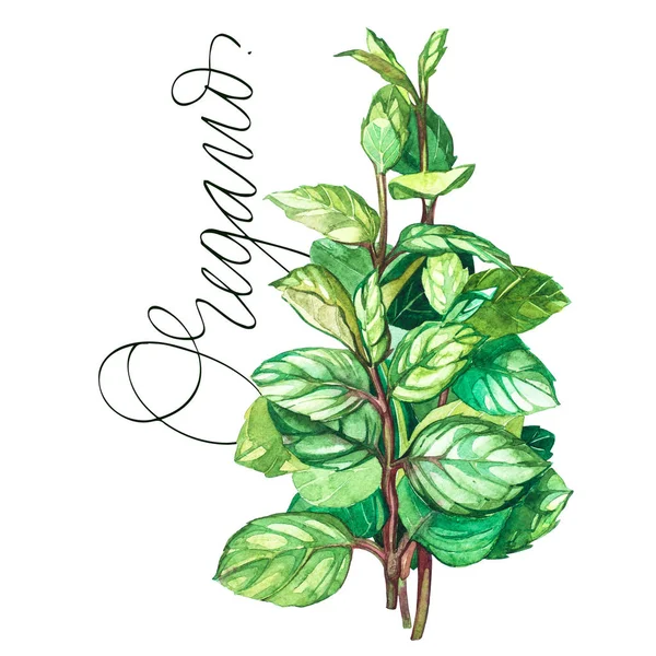 Botanische Zeichnung eines Oregano. Aquarell schöne Illustration von Küchenkräutern zum Kochen und Garnieren verwendet. isoliert auf weißem Hintergrund — Stockfoto