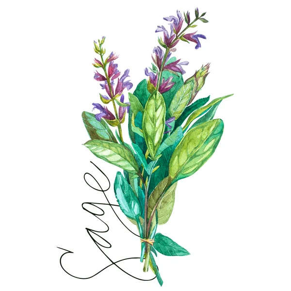 Botanische Zeichnung eines Salbeis. Aquarell schöne Illustration von Küchenkräutern zum Kochen und Garnieren verwendet. isoliert auf weißem Hintergrund — Stockfoto