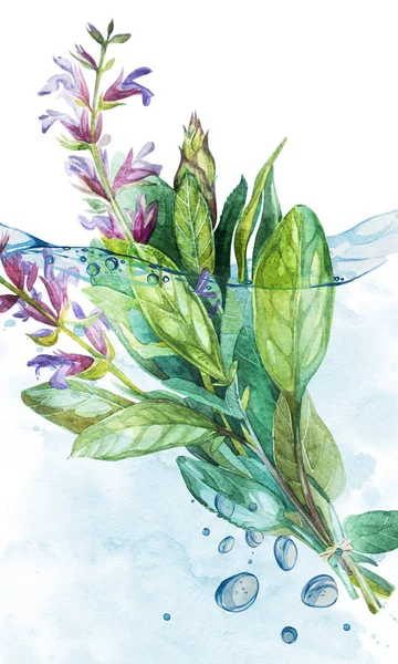Botanical drawing of a Sage in water with bubbles. Watercolor beautiful illustration of culinary herbs used for cooking and garnish.
