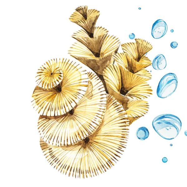Φύκια θάλασσας αντικείμενο ζωή απομονώνονται σε λευκό φόντο. Ακουαρέλα χέρι ζωγραφισμένα εικονογράφηση. Υποβρύχια ακουαρέλα φόντο εικόνα. — Φωτογραφία Αρχείου