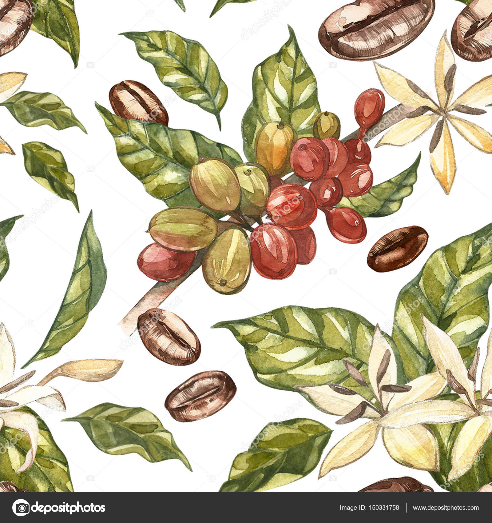 Coffea arabica цветы Coffea arabica цветы