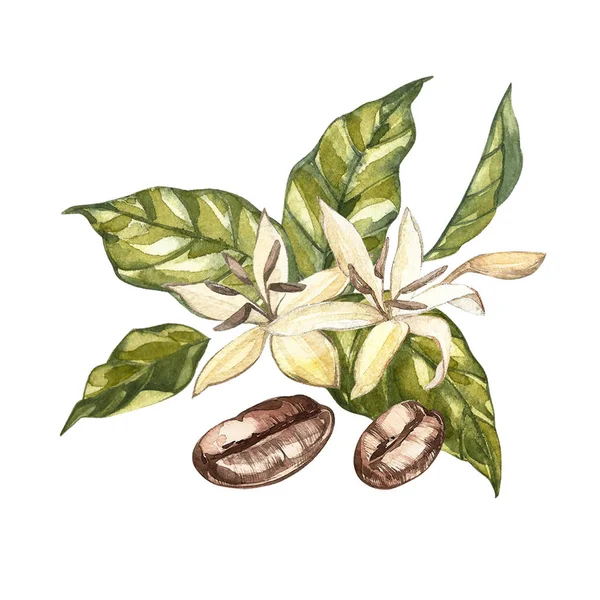 Flores café arabica frijoles aislados, acuarela ilustración . — Foto de Stock