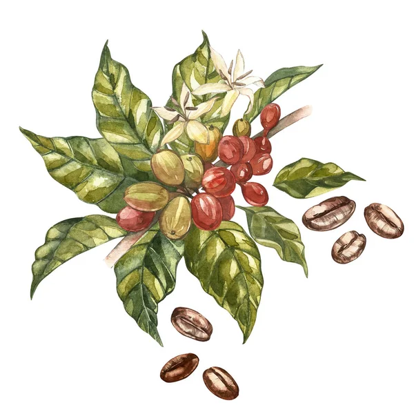 Red coffee arabica beans on branch with flowers isolated, watercolor illustration. — Stock Photo, Image