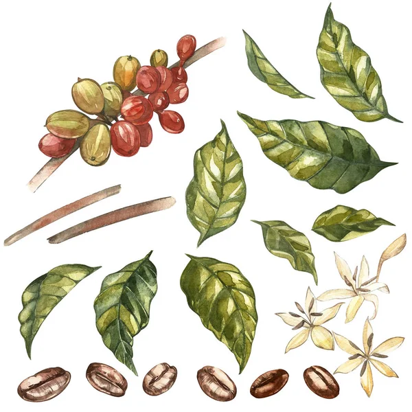 Ensemble de grains de café arabica rouge sur branche avec des fleurs isolées, illustration aquarelle . — Photo