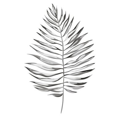 Siyah ve beyaz vektör tropikal palmiye yaprakları, orman izole üzerinde beyaz arka plan çıkar. EPS 10