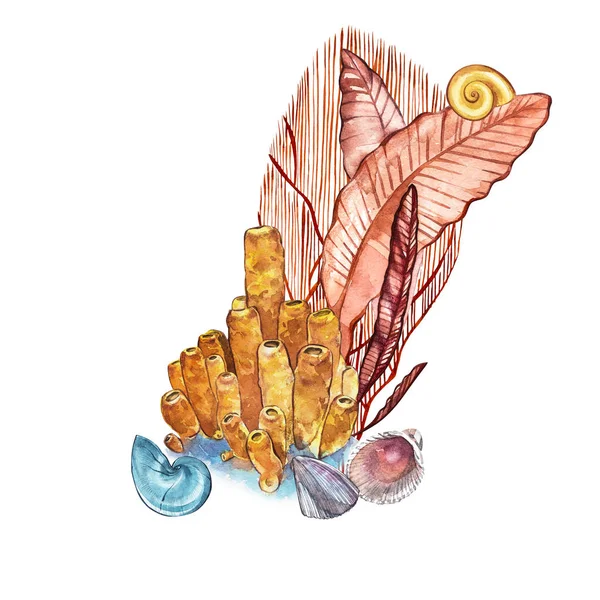 成分海藻海生活和珊瑚对象隔离在白色背景上。水彩手绘彩绘的插图。水下的水彩背景图. — 图库照片