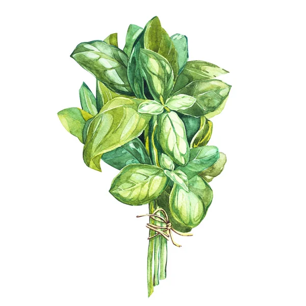 Disegno botanico di una foglia di basilico. Acquerello bella illustrazione di erbe culinarie utilizzate per cucinare e guarnire. Isolato su sfondo bianco . — Foto Stock