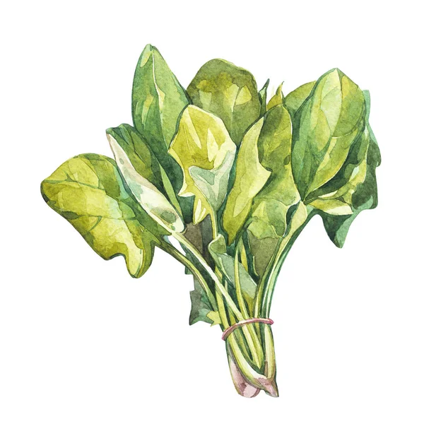 Disegno botanico di uno spinacio. Acquerello bella illustrazione di erbe culinarie utilizzate per cucinare e guarnire. Isolato su sfondo bianco . — Foto Stock