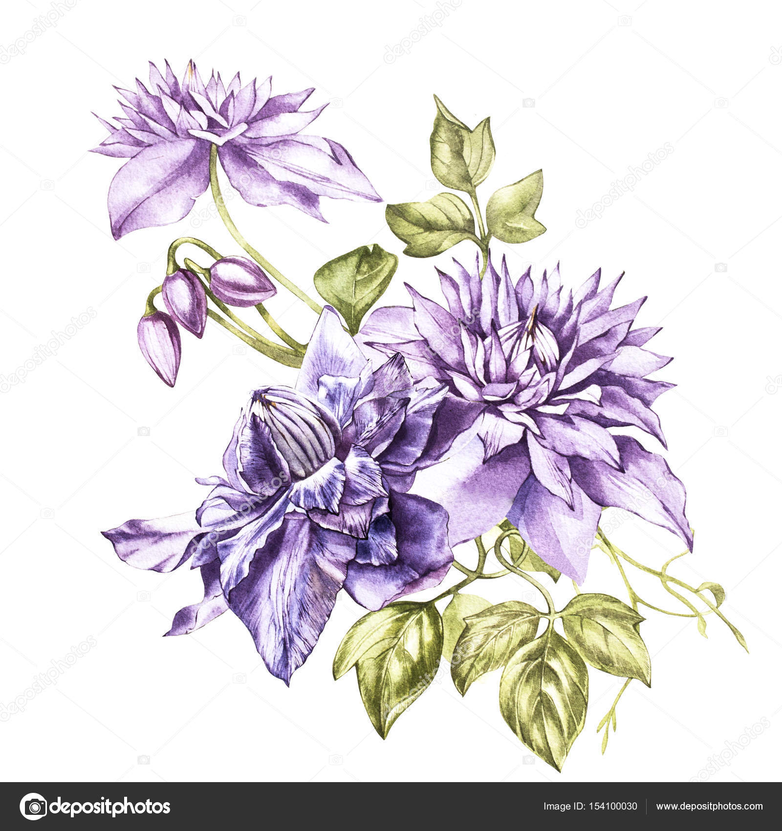 Illustration in watercolor of a clematis flower blossom. Floral card ...