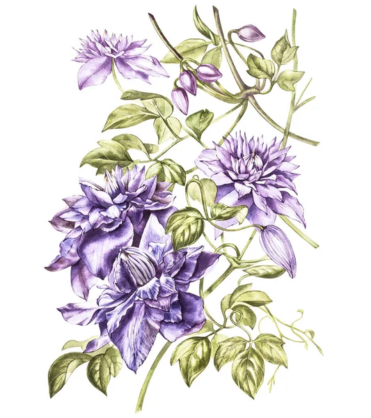 Иллюстрация акварелью цветка клематиса. Цветочная карта с цветами. Ботаническая иллюстрация . — стоковое фото