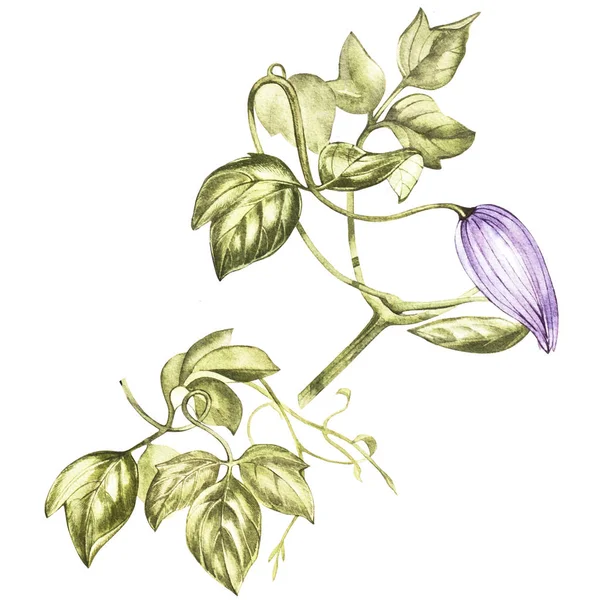 Ilustración en acuarela de una flor de clematis. Tarjeta floral con flores. Ilustración botánica . — Foto de Stock