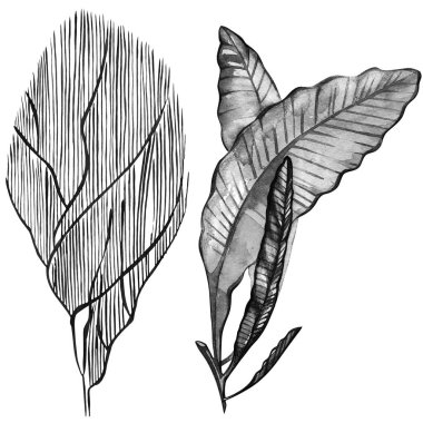 Grafik mercan kümesi. Dövme sanatı veya t-shirt için akvaryum konsept tasarım üzerinde izole beyaz arka plan.