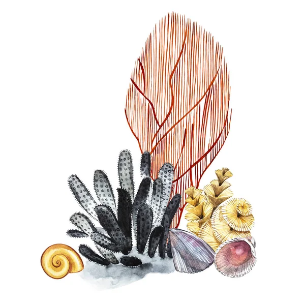 Составы морских водорослей и кораллов объекта изолированы на белом фоне. Иллюстрация акварелью. Подводный акварельный фон . — стоковое фото